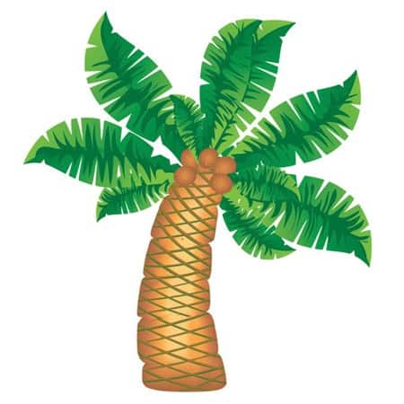 large_462_Palmera_991574